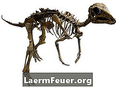 Οδηγίες για σκελετούς ξύλινων δεινοσαύρων