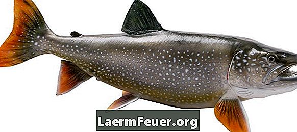 האם שמן דגים משאיר עור שמנוני?