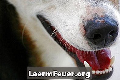 Kutant epiteliotropisk lymfom hos en hund