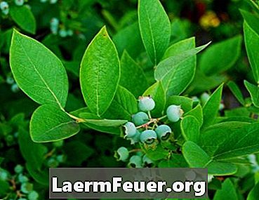 Liste over planter og buske, der skal undgå lime