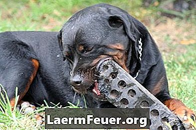 น้ำยาเหลวโฮมเมดขมเพื่อป้องกันสุนัขกัดทุกอย่าง