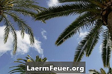 Svampeflader på palmeblade