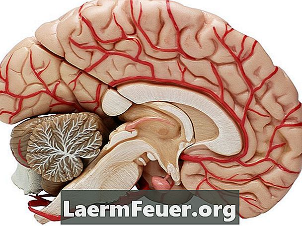 Лесен начин да научите за черепните нерви