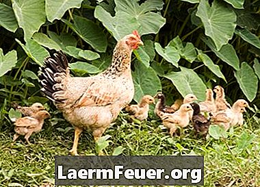 Moyens d'augmenter la production d'œufs de poules pondeuses