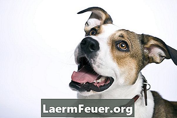Problemer i huden på øret av hunder