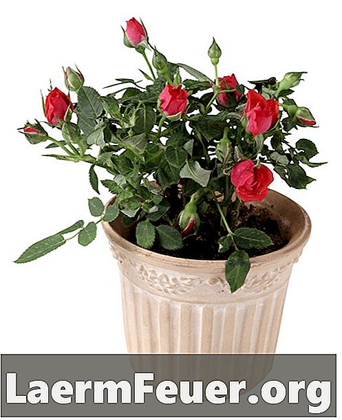 Mini roser som kan dyrkes innendørs