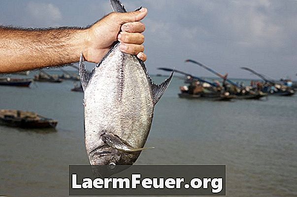 Modos humanos de matar um peixe antes de limpá-lo