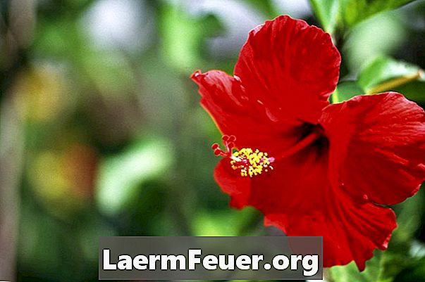 Como diferenciar hibiscos perenes e tropicais?