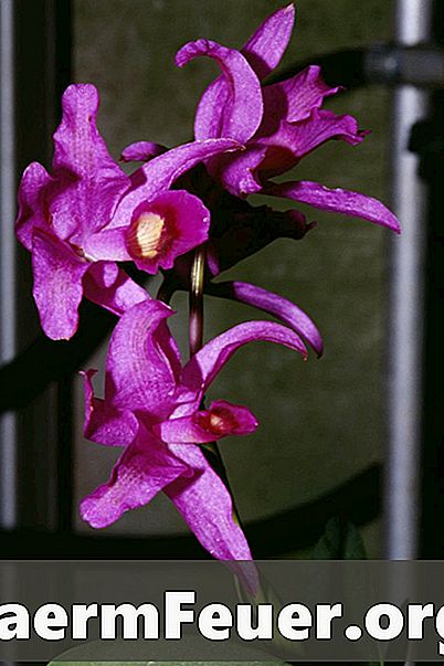 Fluer i orkideer