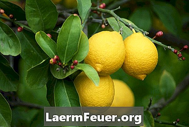 Ручное опыление лимонных деревьев