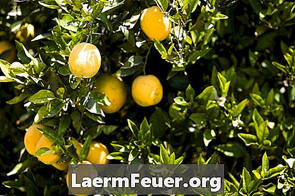 De levenscyclus van de sinaasappelboom in Florida