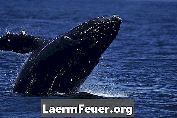 O efeito das baleias no ecossistema