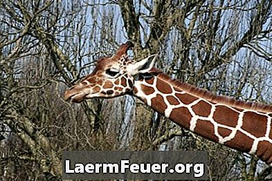 Giraffens naturlige habitat