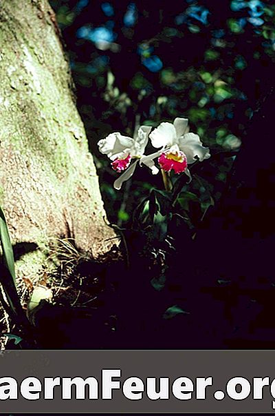 O processo de clonagem de orquídeas