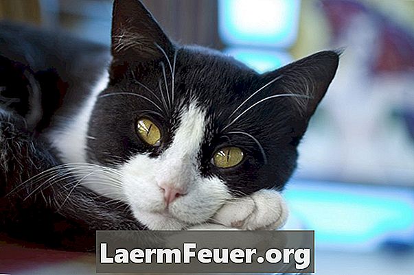 Какво представлява милиарният дерматит при котки?