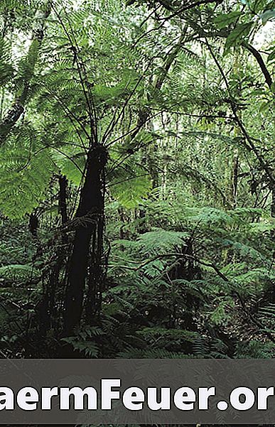 Zvieratá a rastliny tropického listnatého lesa