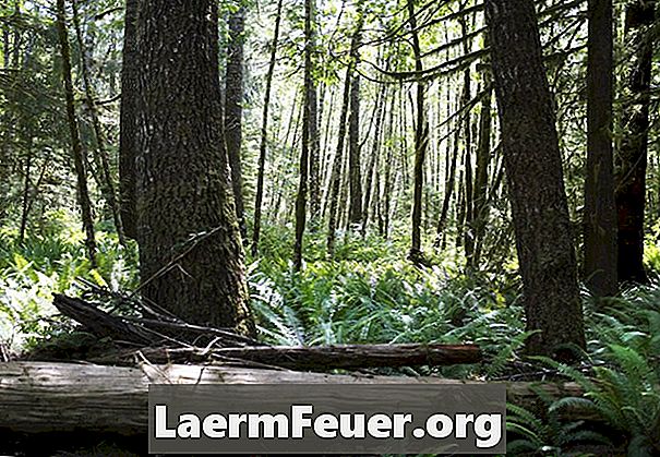 Čo sa stane, keď sa porezú tropické lesné stromy?