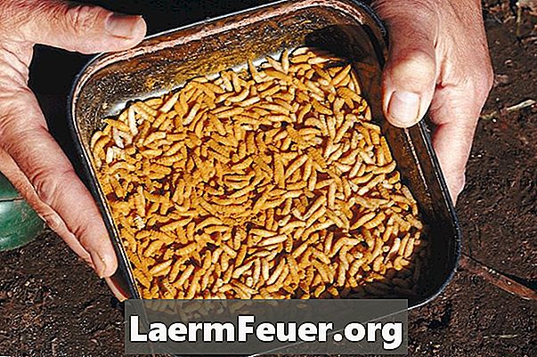 Čo jedia larvy?