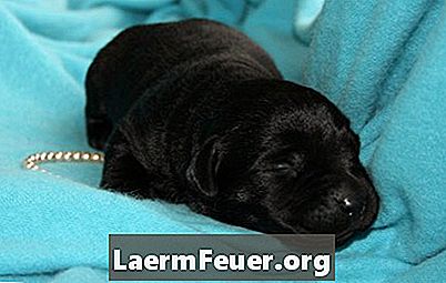 Como saber se sua cadela labradora negra está grávida?