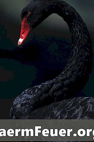 Hva spiser svarte svaner?