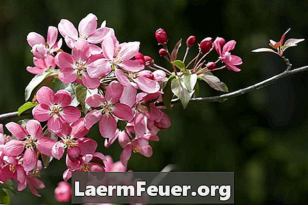 일본의 벚꽃 잎을 어둡고 웅크 리고 끝내게하는 것은 무엇입니까?