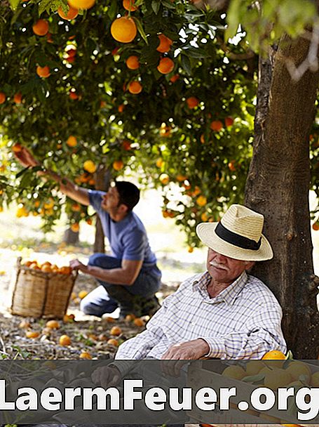 Что вызывает пожелтение листьев апельсинового дерева?