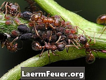 Kaj storiti z mravljami, ki jedo zelenjavo na vašem vrtu