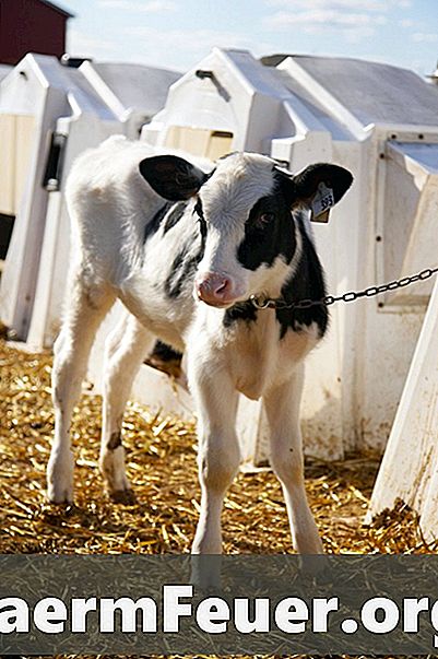 O que fazer quando uma vaca estiver tendo um bezerro?