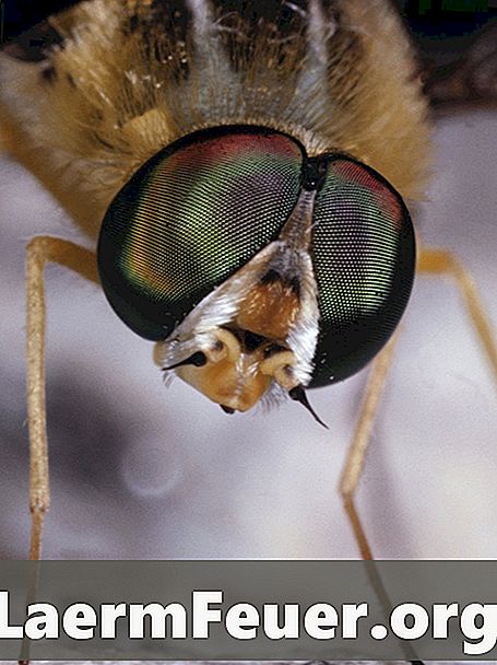 Qu'est-ce qui fonctionne le mieux pour garder les mouches hors de votre corps?