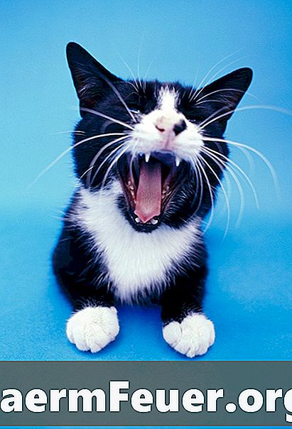 ما الذي يعمل على إزالة الجير من أسنان القطط؟