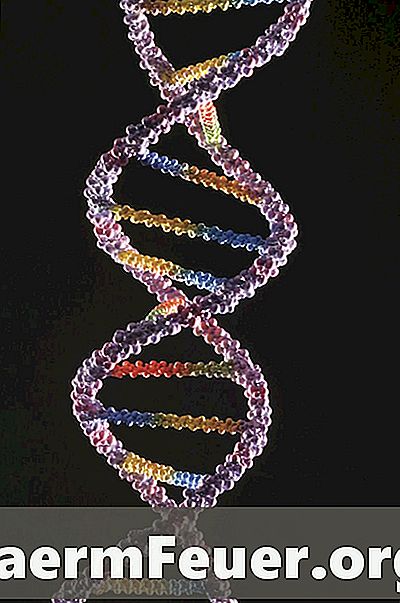 Mi a szerepe a promóternek a DNS transzkripcióban?