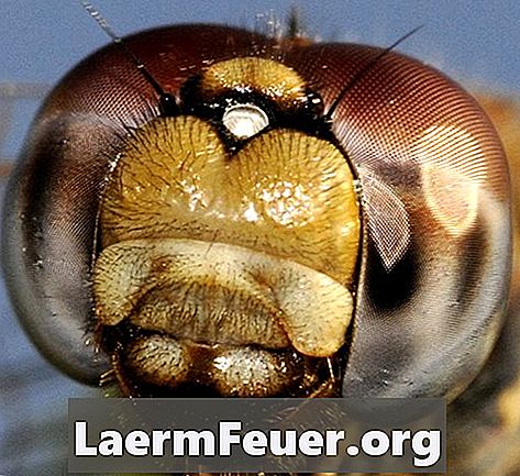 Czym jest środek owadobójczy?