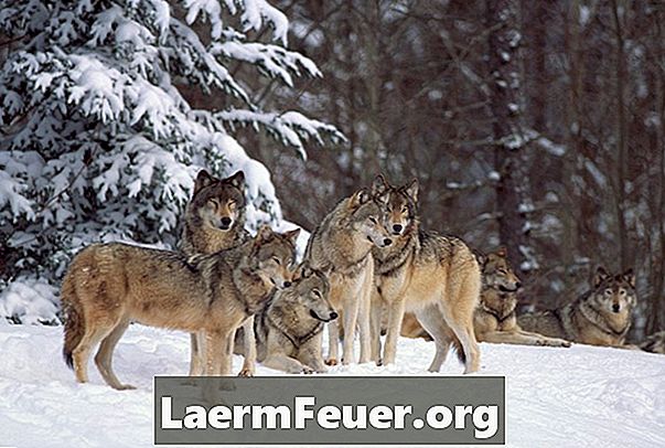 회색 늑대는 무엇을 먹나요?