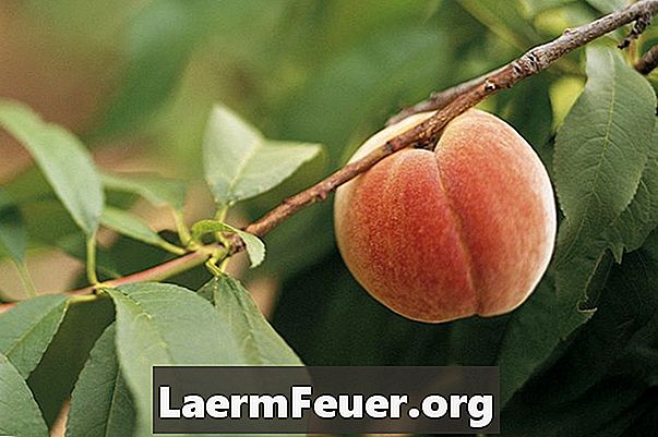 Comment tailler des arbres fruitiers