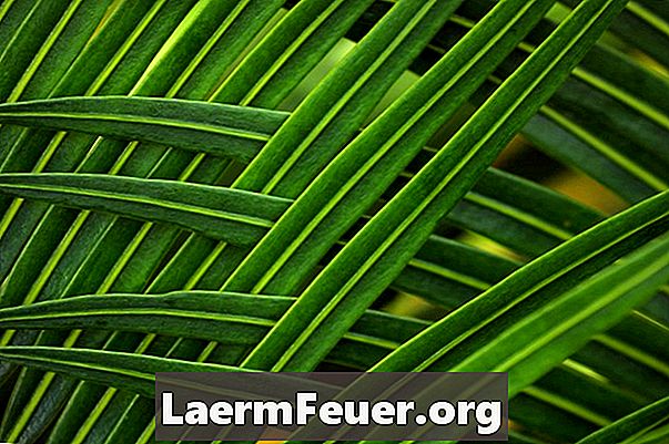 Какво да знаете, преди да закупите вятърна мелница палма