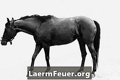 Vad är callusliknande märken på hästens ben?