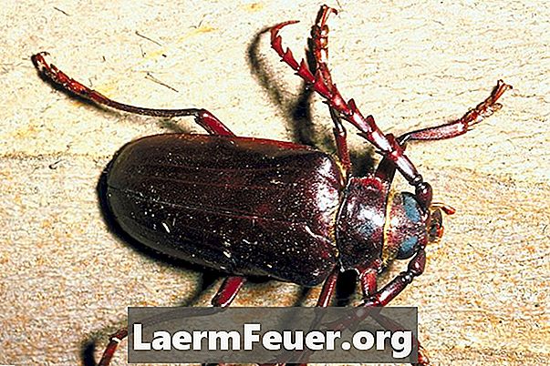 Что такое коричневые жуки?