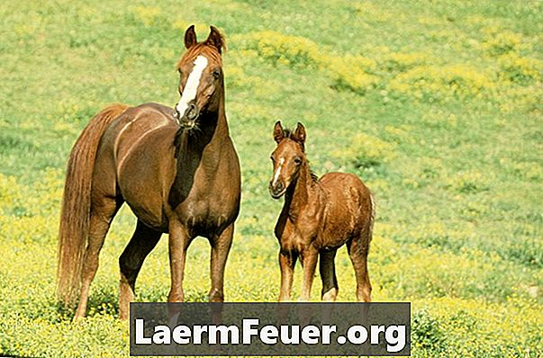 Quali sono i tratti eterozigoti e omozigoti nei cavalli?