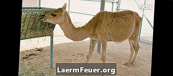 Vad är en DeviantArt Llama-märke (llama-medalj)?
