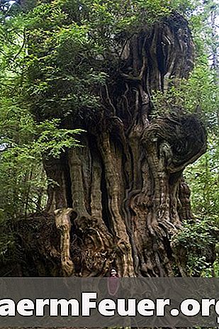 O significado espiritual da árvore de cedro