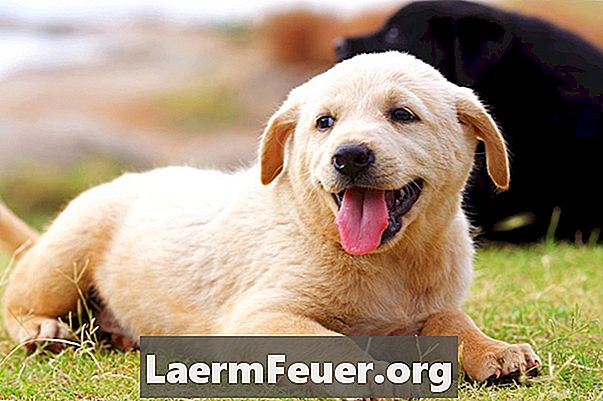 Акутна лимфна леукемија код паса