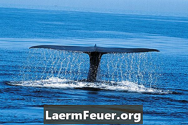 Племенные привычки голубых китов