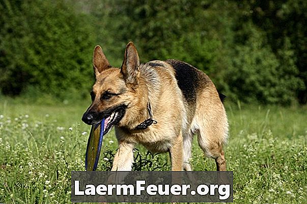 Das beste Beißspielzeug für deutsche Schäferhunde