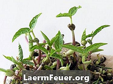 Cum să cresc semințele de fasole din bumbac și apă