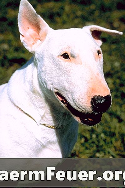Os problemas de pele mais comuns nos bull terriers