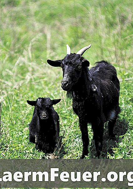 Les signes d'une naissance de chèvre