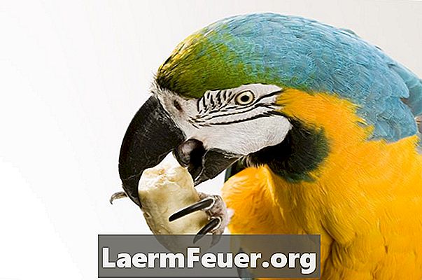 Papageien füttern Nüsse