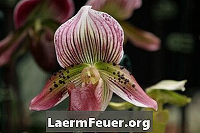 Egy orchidea részei