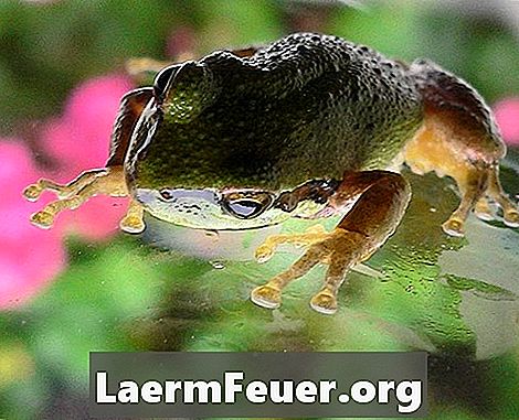 Делови мишићног система жабе