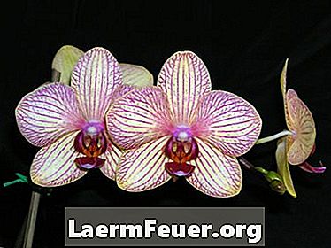 Små hvite insekter i orkideer